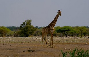 713 Namibia Okt 2006 .JPG